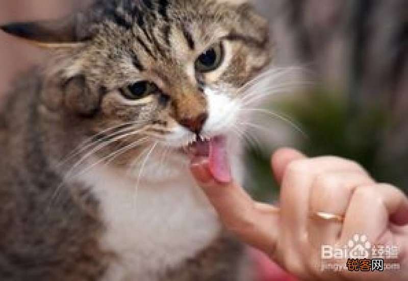 猫咪总叫唤是怎么了