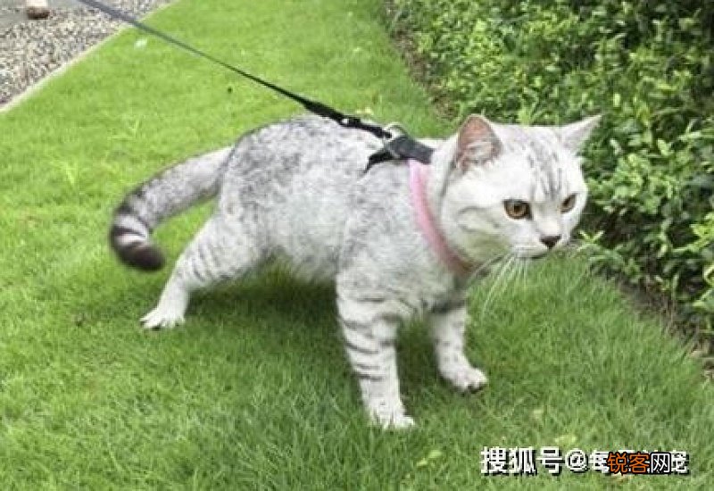 怎么判断猫有没有应激反应猫咪记忆有多久