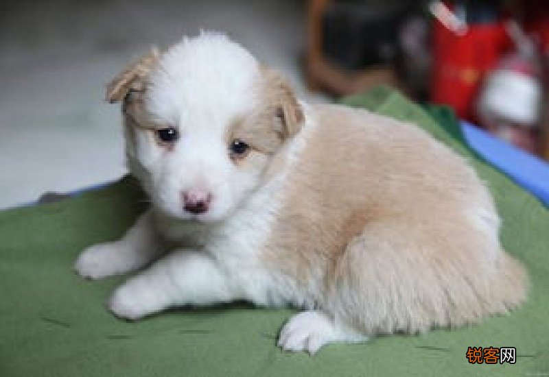 1个月的幼犬能吃蛋黄吗