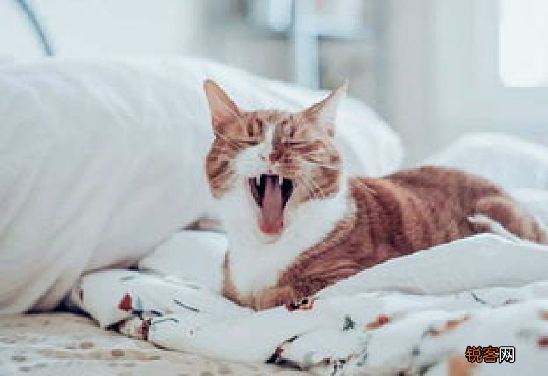 猫咪老是打喷嚏是怎么回事