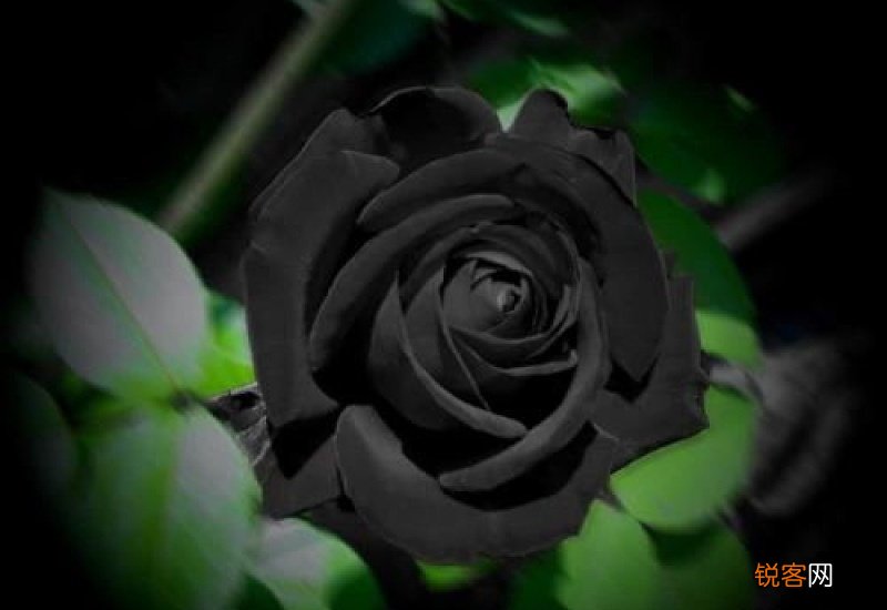 黑玫瑰花语是什么 黑玫瑰花语是什么意思