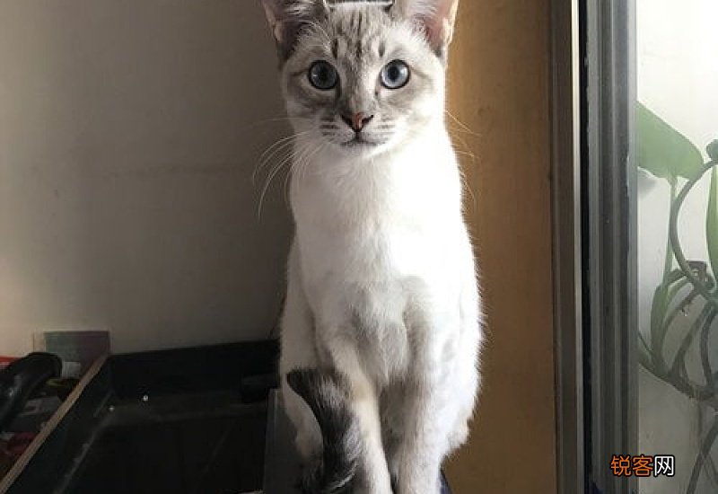 猫咪老是掉毛怎么办