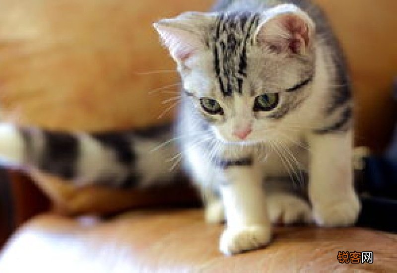 猫能吃奶盖吗