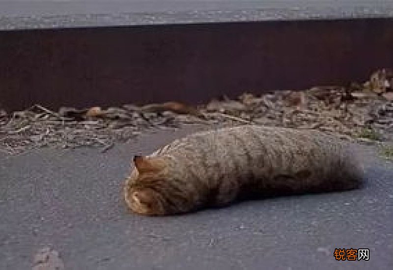 猫的脊椎特别突出