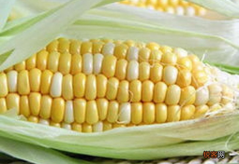生玉米可以放微波炉烤熟吗 生玉米可以放微波炉烤熟吗