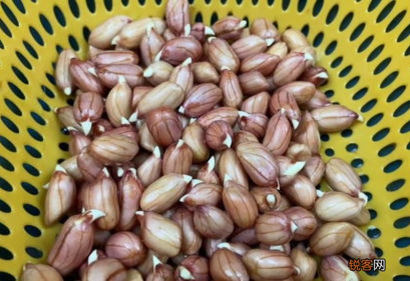 怎样种花生芽长得比较好