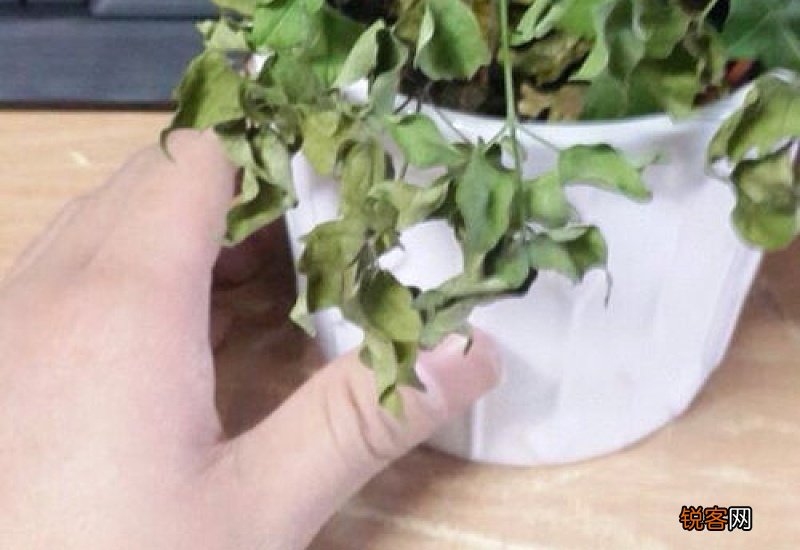 怎样判断幸福树还活着
