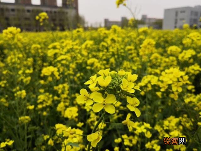 在石家庄有什么可以带女朋友去游玩的地方吗？