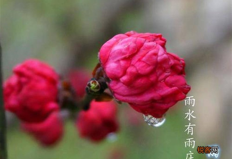 2021雨水节气是哪一天