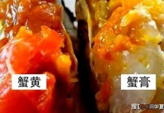 蟹膏是在螃蟹哪里