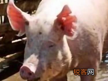 万科为什么养猪？