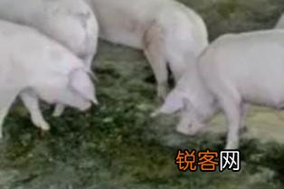 万科为什么养猪？