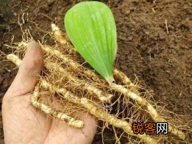 玉竹有什么功效？
