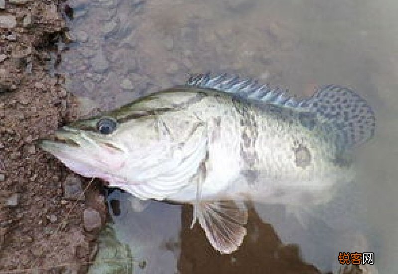 桂花鱼在哪里钓