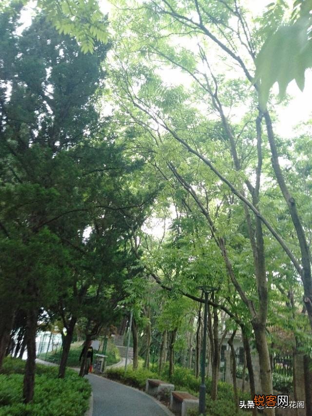 购买了6万6的增值税普通发票,由于开票公司被查现在也被经侦查了,会有什么后果?