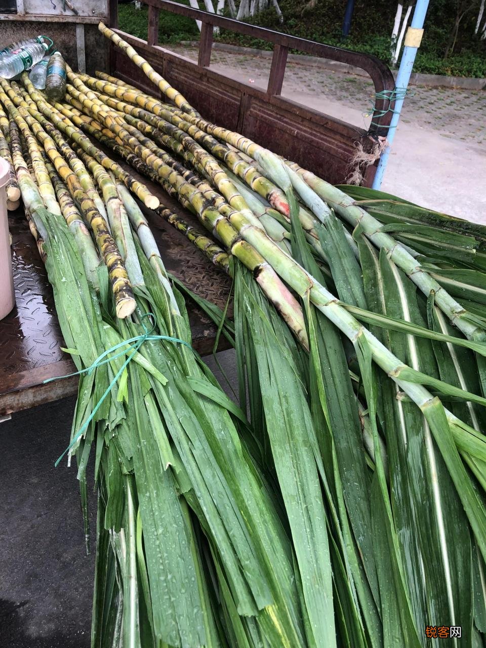 广州免费钓鱼地方推荐 广州免费钓鱼地点50个