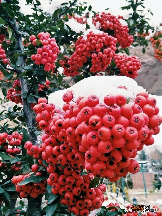 有哪些关于雪的好文章或者诗句呢？历史典故也可以？
