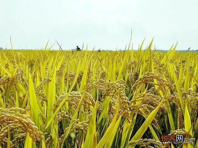 中国南方农业怎么没办法实现机械化,为什么？