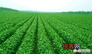 中国南方农业怎么没办法实现机械化,为什么？