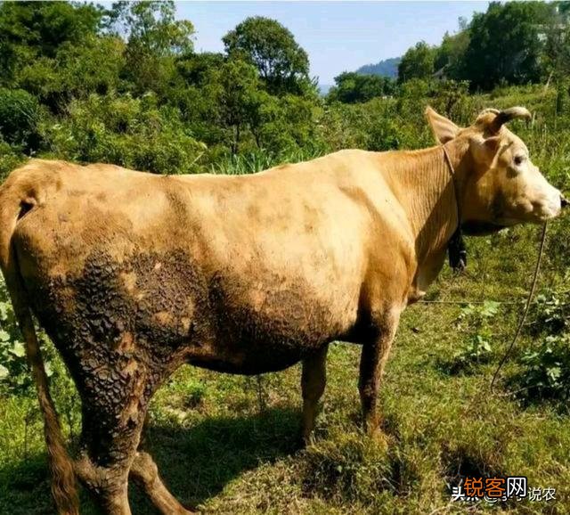 农村老人常说：\＂正月的猪,五月的牛\＂,为什么要这样说？