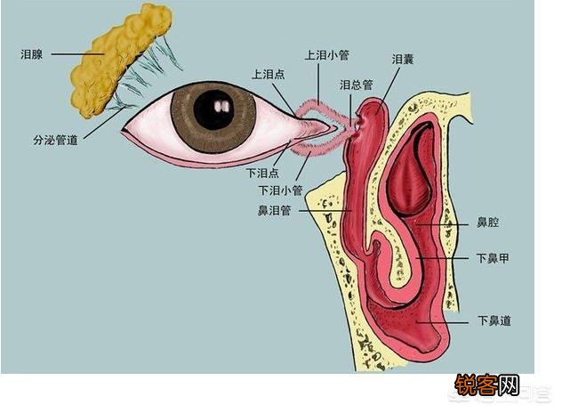 中医“人的鼻涕由大脑渗出”的说法,是否有科学依据?
