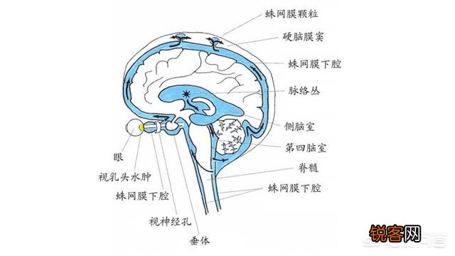 中医“人的鼻涕由大脑渗出”的说法,是否有科学依据?