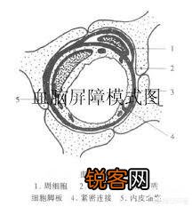 中医“人的鼻涕由大脑渗出”的说法,是否有科学依据?