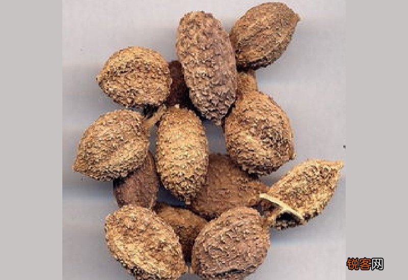 砂仁是什么季节的食物 砂仁是什么季节的