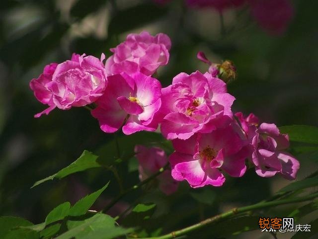 李清照的《小重山》,春到长门春草青,是什么意思,解析一下？
