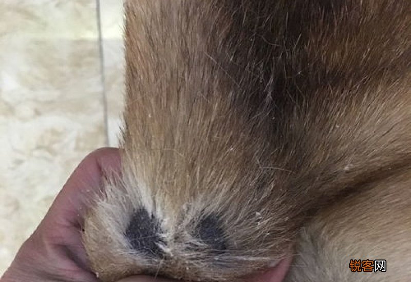 狗狗掉毛是什么皮肤病