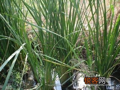济南有什么特色小吃？