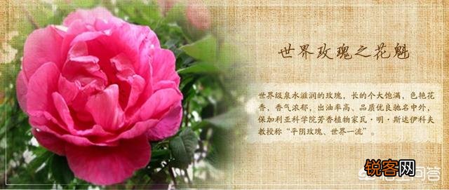 济南都有什么特产或者小吃？