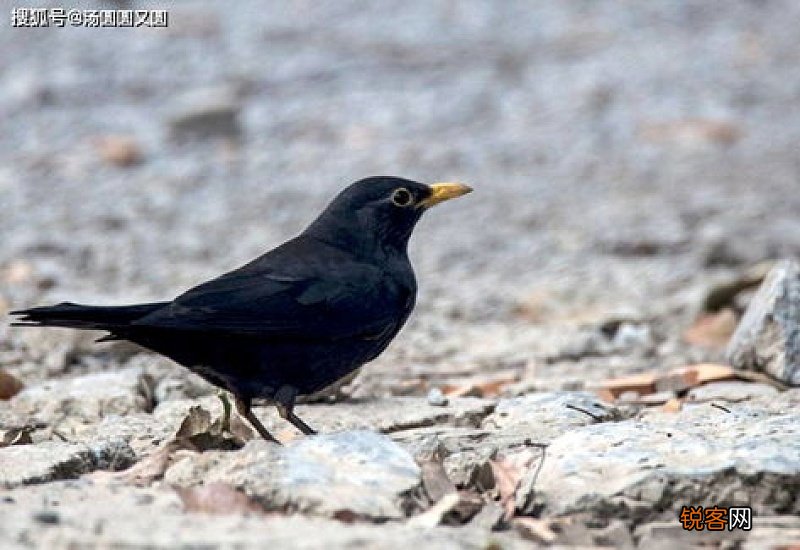 八哥打喷嚏怎么回事