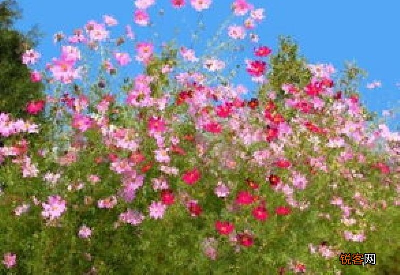 姹紫嫣红怎么造句,姹紫嫣红成语造句