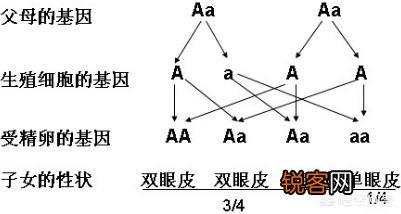 有哪些明星小时候平平无奇,长大却惊为天人?
