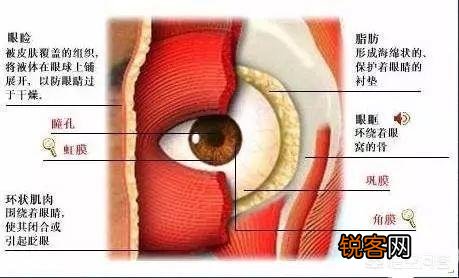 有哪些明星小时候平平无奇,长大却惊为天人?