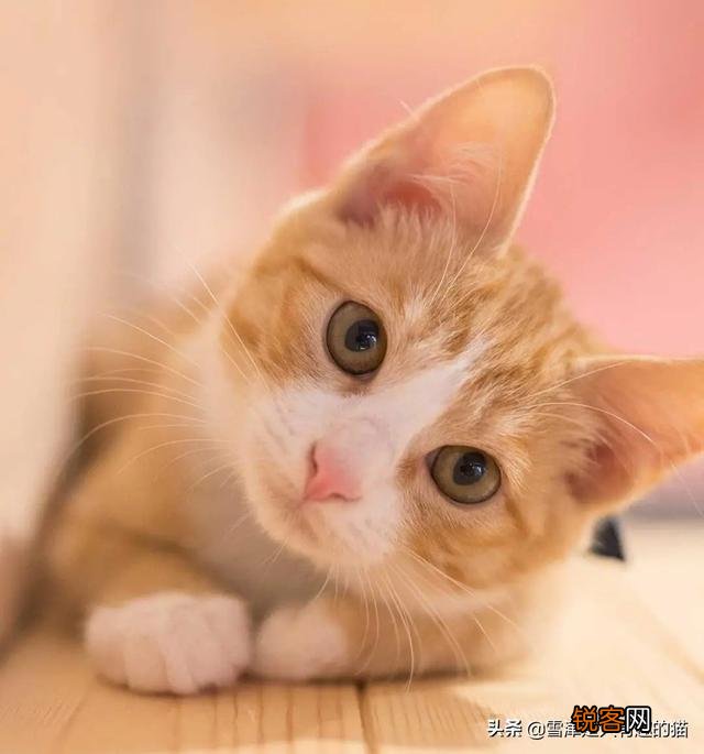 养土猫会遭人嫌弃吗？难道只有名猫才值得去养吗？