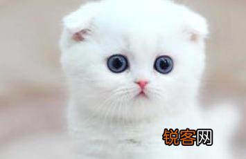 银渐层猫多少钱一只？