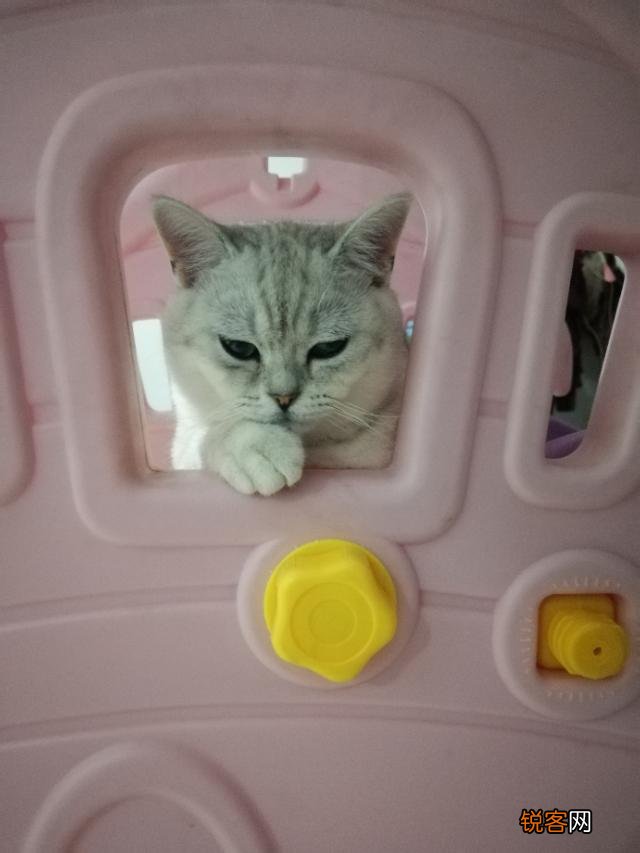 银渐层猫多少钱一只？