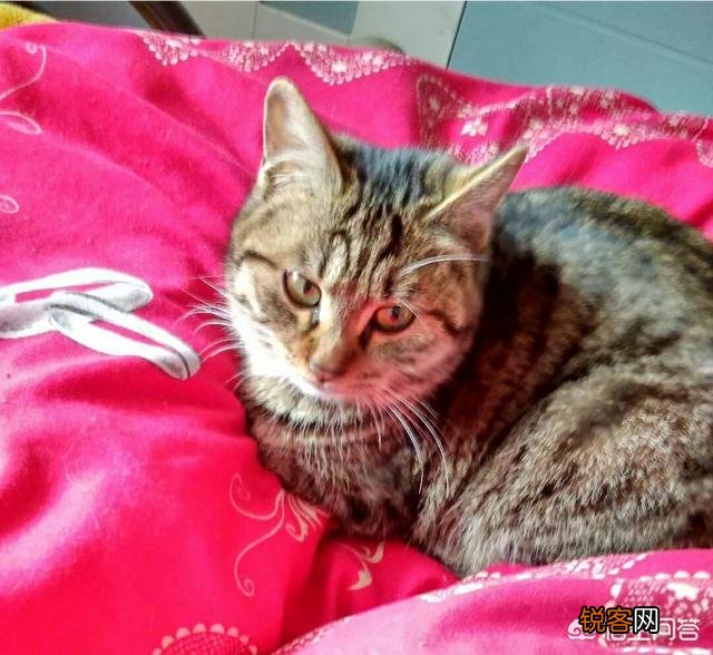 狸花猫有国外的宠物猫聪明吗？为什么？