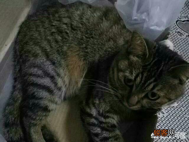 狸花猫有国外的宠物猫聪明吗？为什么？