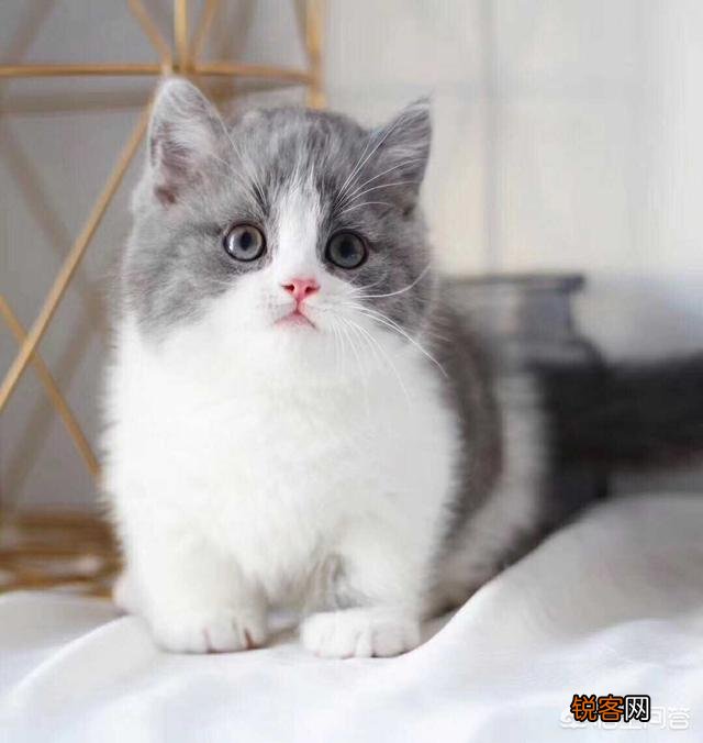 养殖宠物猫犬做宠物用品生意怎么样？前景如何？怎么样能快速占领市场？