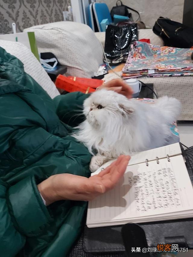 哪种猫咪比较温顺听话？
