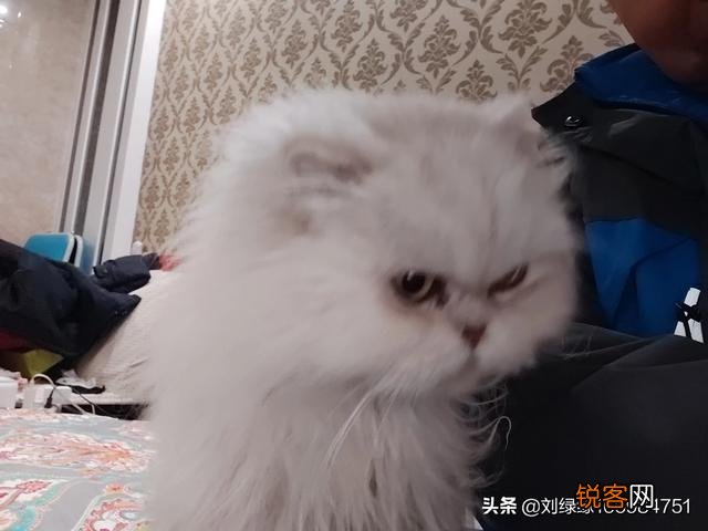哪种猫咪比较温顺听话？