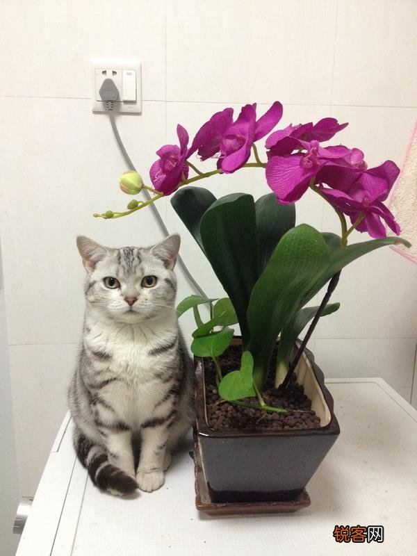 哪种猫咪比较温顺听话？