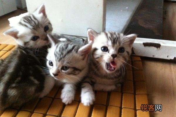 哪种猫咪比较温顺听话？