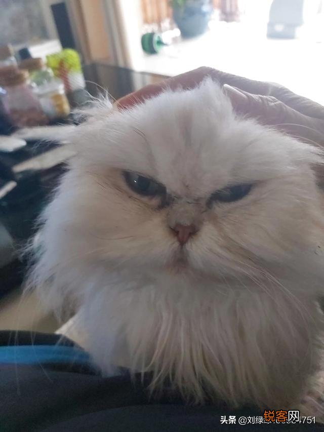 哪种猫咪比较温顺听话？