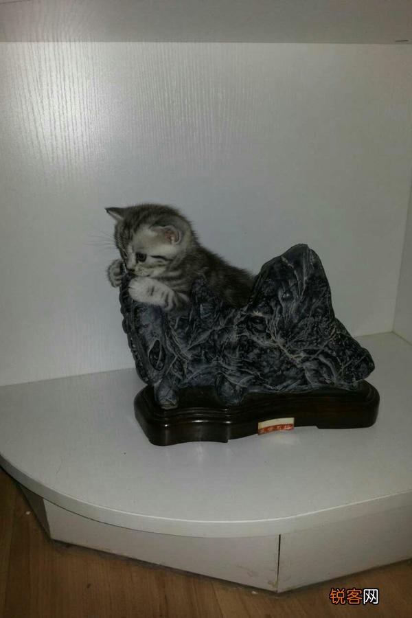 哪种猫咪比较温顺听话？