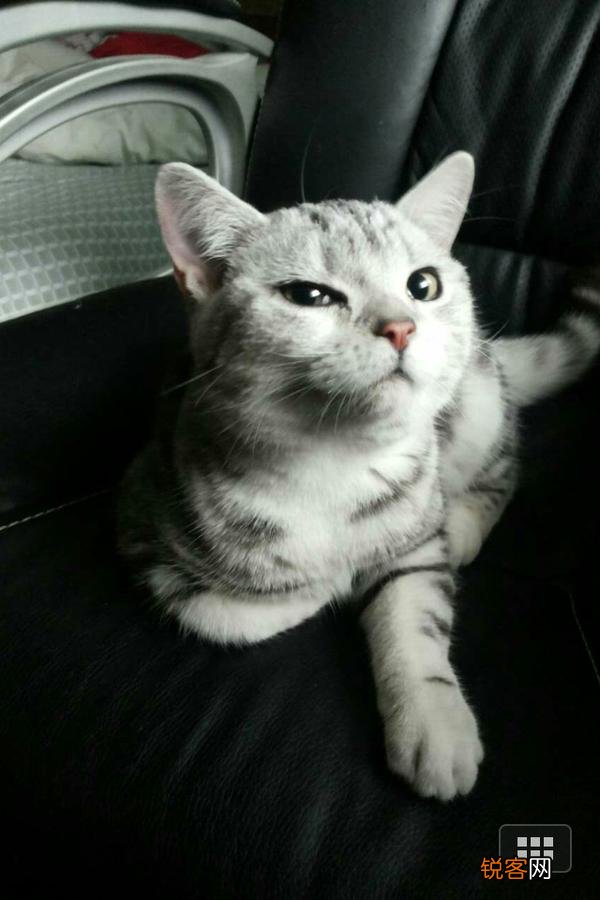 哪种猫咪比较温顺听话？
