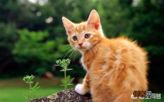 哪些猫咪的体质好？